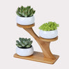 Succulent Pots & Bamboo Shelf