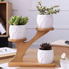 Succulent Pots & Bamboo Shelf